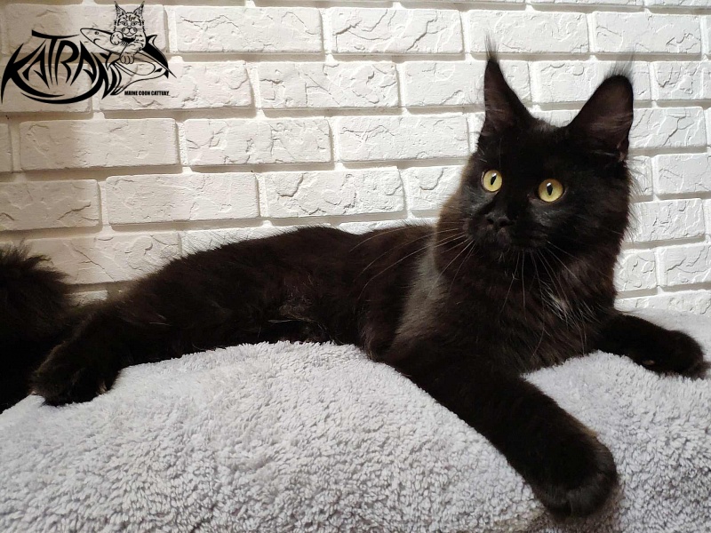 Katran Gera - Junior maine-coon 7 months