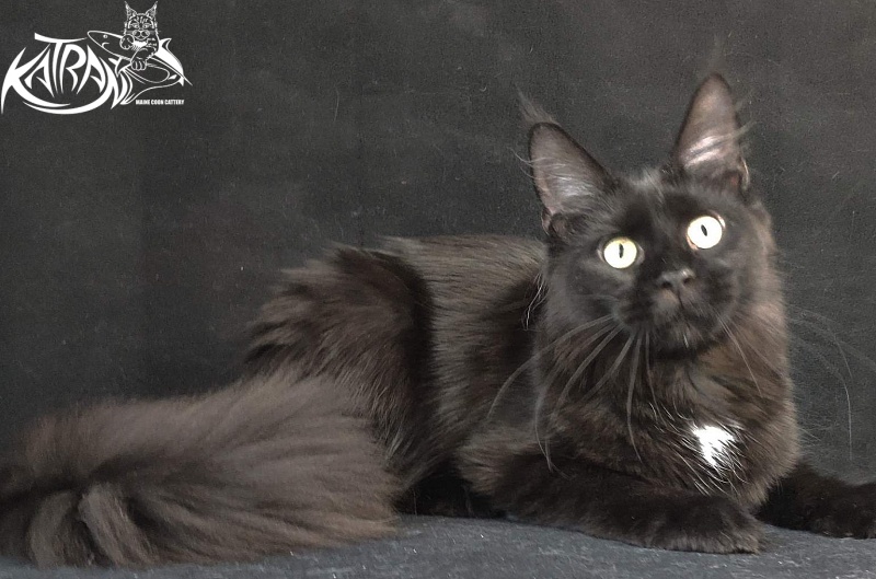 Katran Gera - Junior maine-coon 8 months
