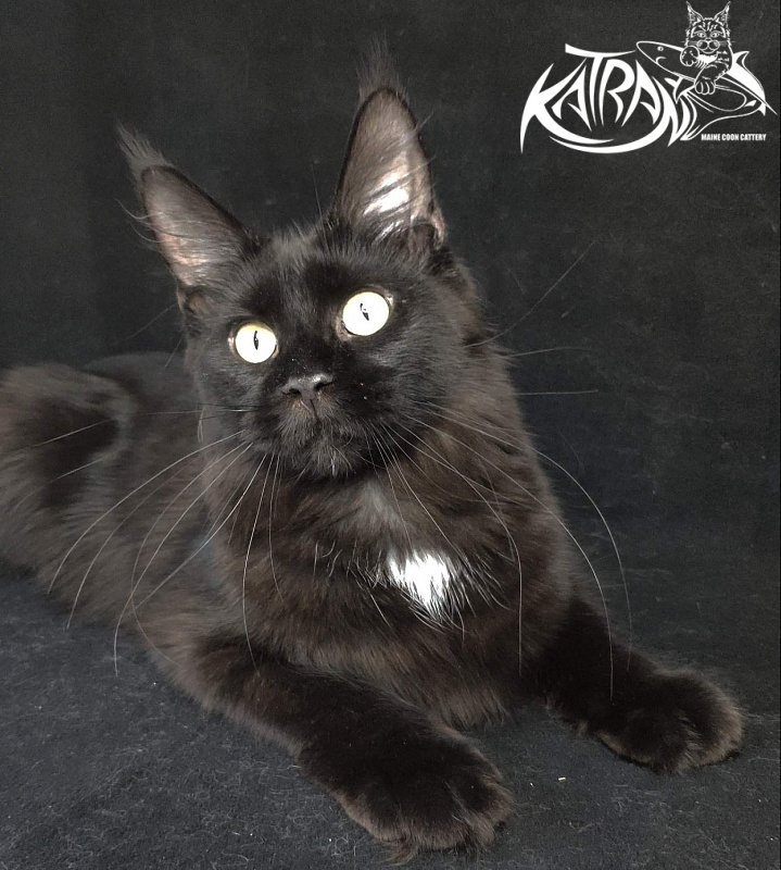 Katran Gera - Junior maine-coon 8 months