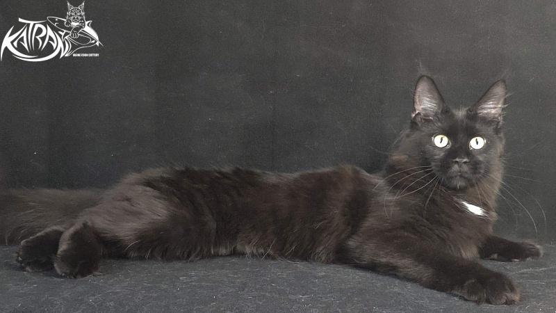 Katran Gera - Junior maine-coon 8 months