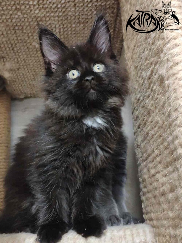 Katran Gera - Kitten maine-coon 2 months