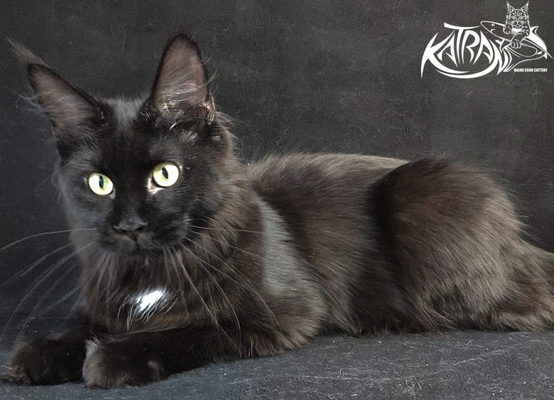 Katran Gera - Junior maine-coon 8 months