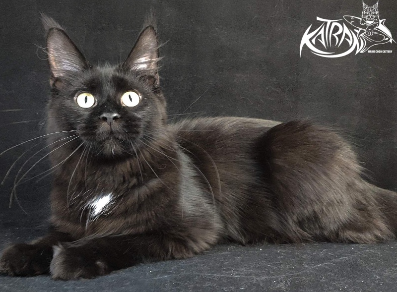 Katran Gera - Junior maine-coon 8 months