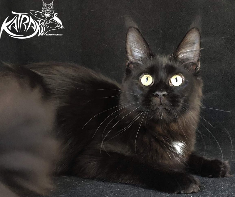 Katran Gera - Junior maine-coon 8 months