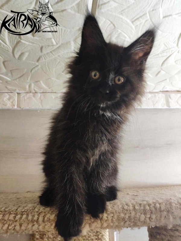 Katran Gera - Kitten maine-coon 2 months
