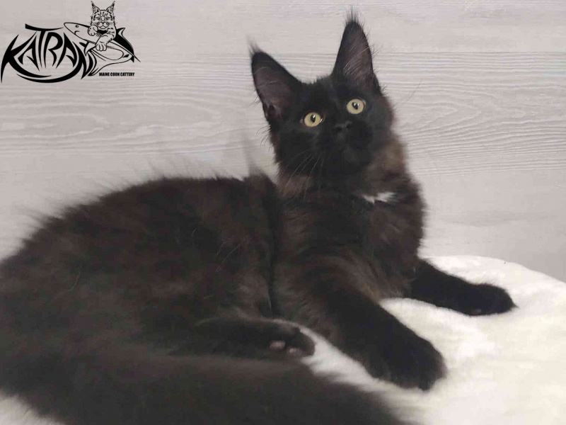 Katran Gera - Kitten maine-coon 3 months