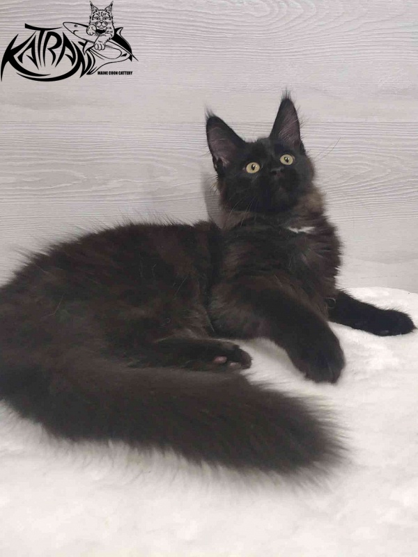 Katran Gera - Kitten maine-coon 3 months
