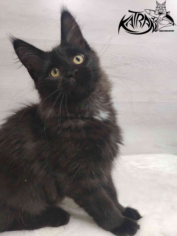 Katran Gera - Kitten maine-coon 3 months
