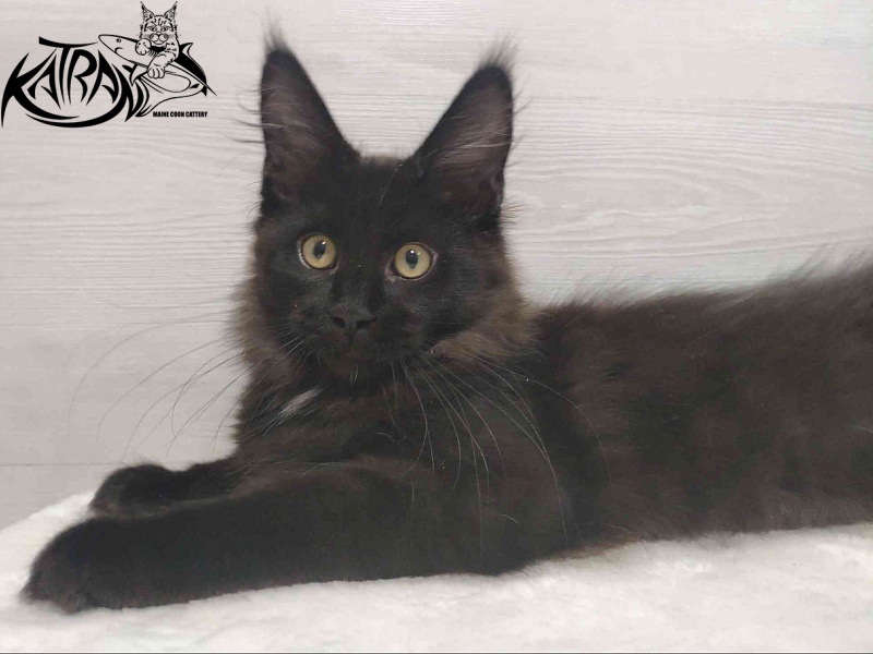 Katran Gera - Kitten maine-coon 3 months