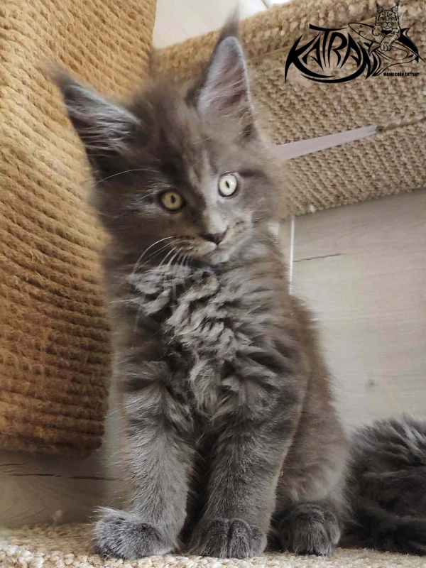 Katran Genevieve - Kitten maine-coon 2 months