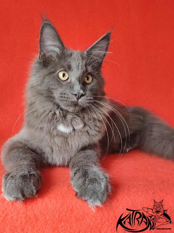 Katran Genevieve - Kitten maine-coon 4 months