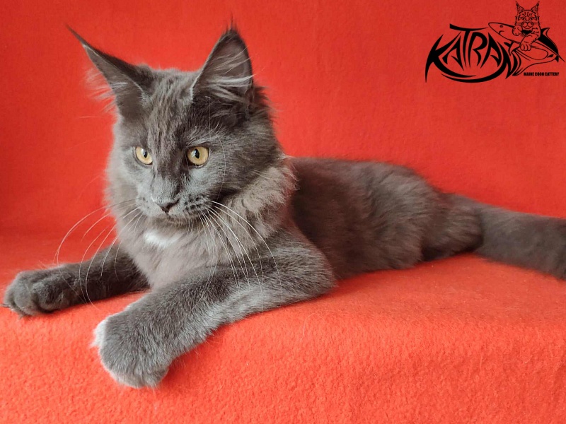 Katran Genevieve - Kitten maine-coon 4 months