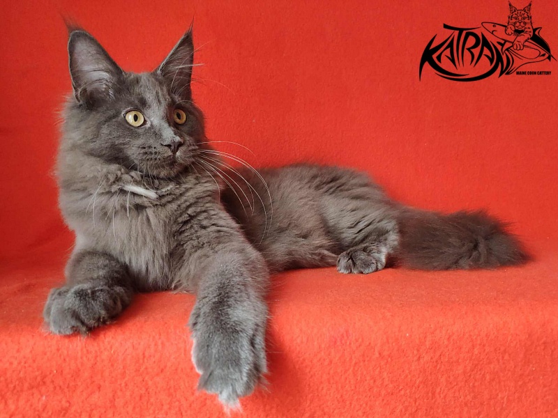 Katran Genevieve - Kitten maine-coon 4 months