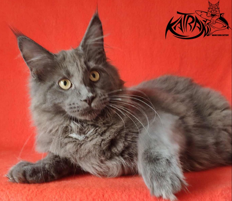 Katran Genevieve - Kitten maine-coon 4 months
