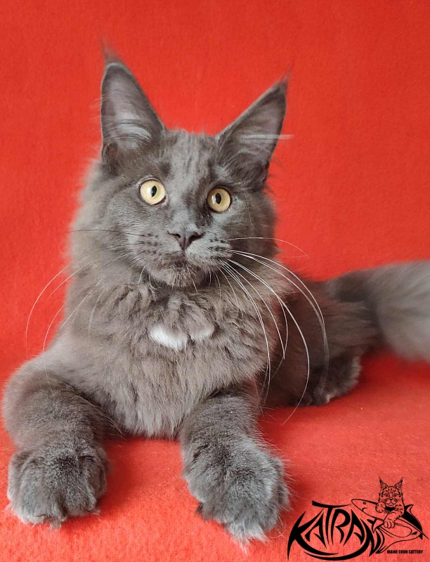 Katran Genevieve - Kitten maine-coon 4 months