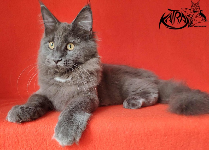 Katran Genevieve - Kitten maine-coon 4 months