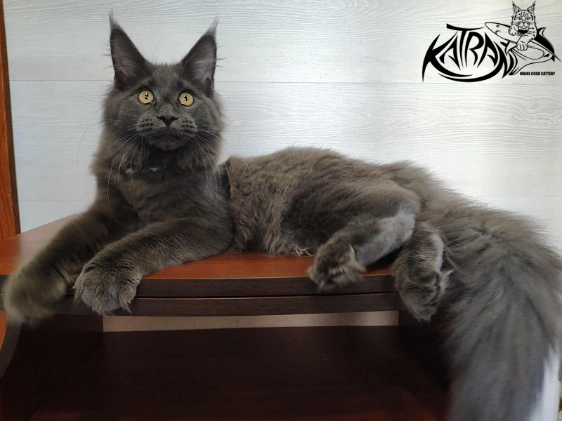 Katran Genevieve - Kitten maine-coon 5 months