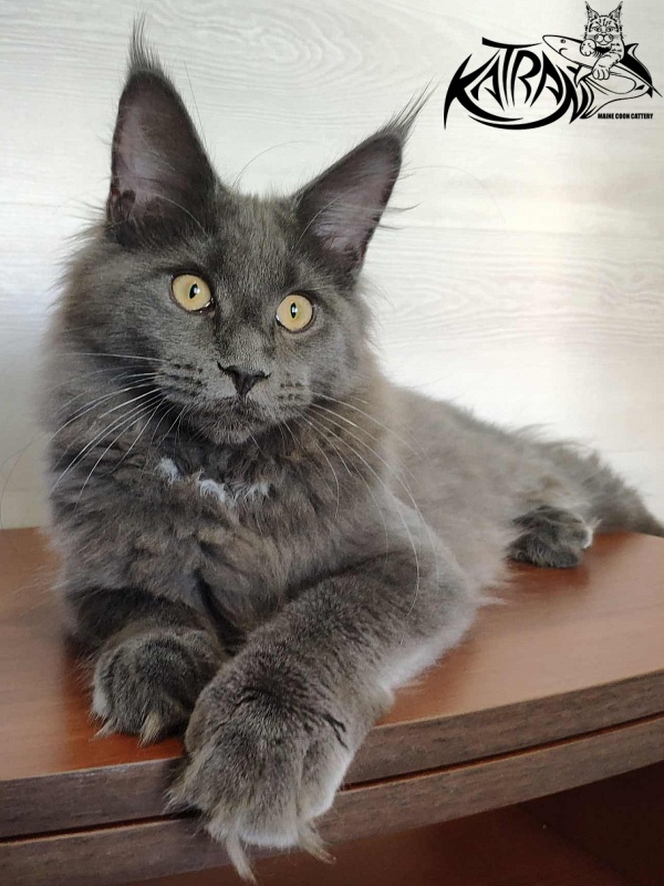 Katran Genevieve - Kitten maine-coon 5 months