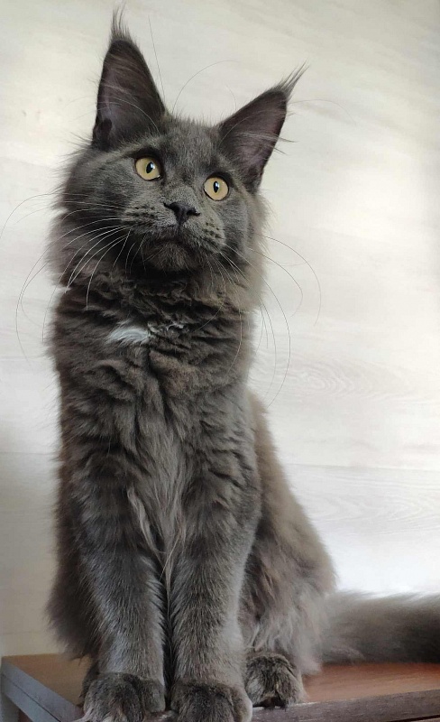 Katran Genevieve - Kitten maine-coon 5 months