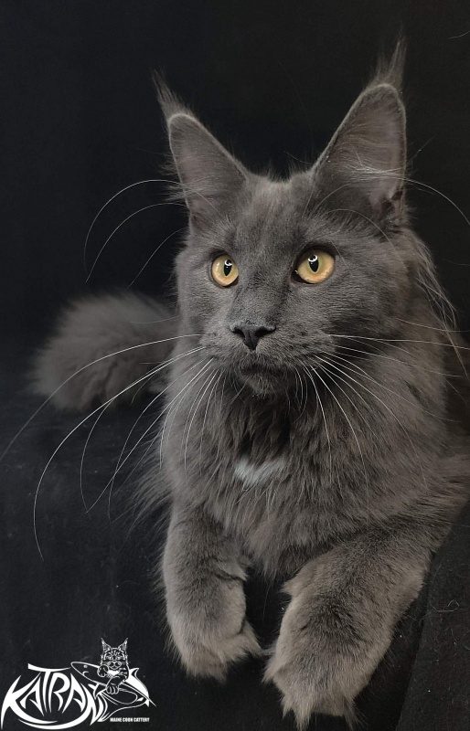 Katran Genevieve - Junior maine-coon 8 months