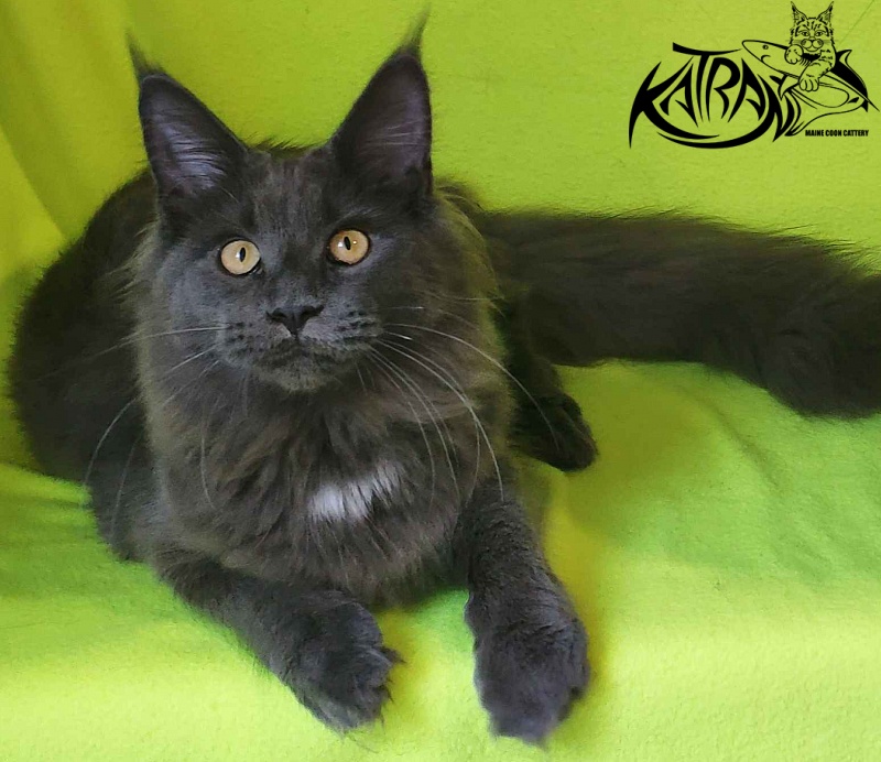 Katran Genevieve - Kitten maine-coon 6 months