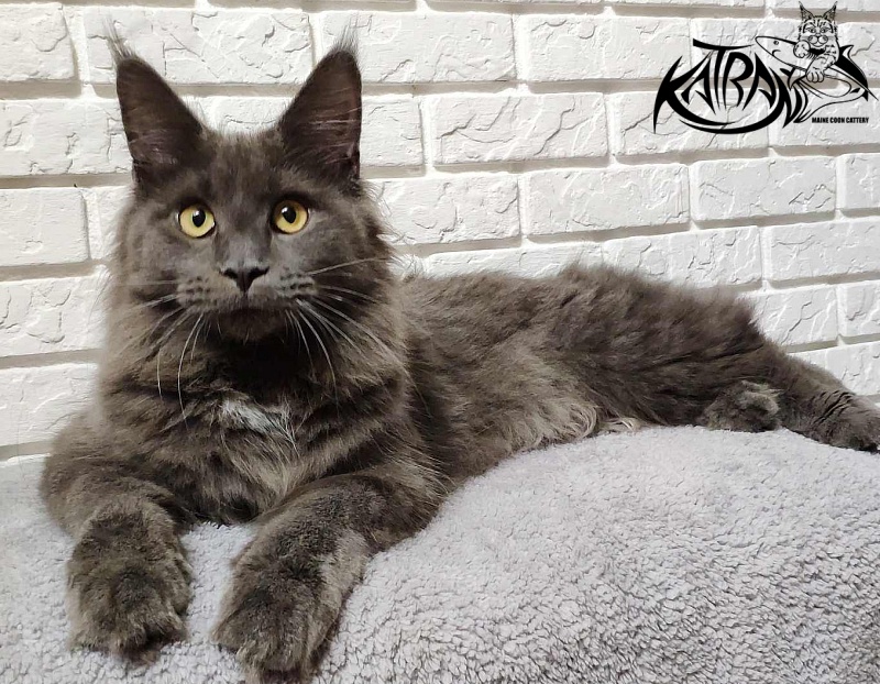 Katran Genevieve - Junior maine-coon 7 months