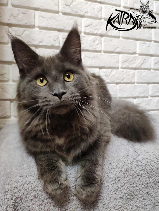 Katran Genevieve - Junior maine-coon 7 months