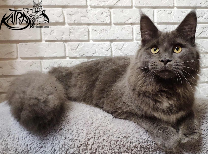 Katran Genevieve - Junior maine-coon 7 months