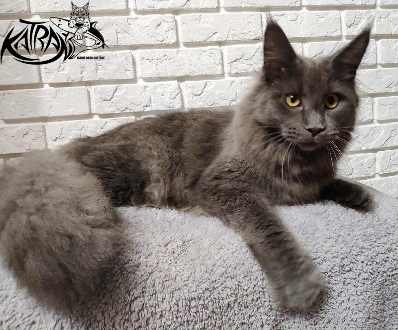 Katran Genevieve - Junior maine-coon 7 months