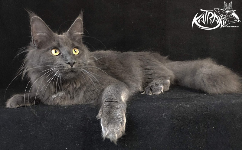 Katran Genevieve - Junior maine-coon 8 months