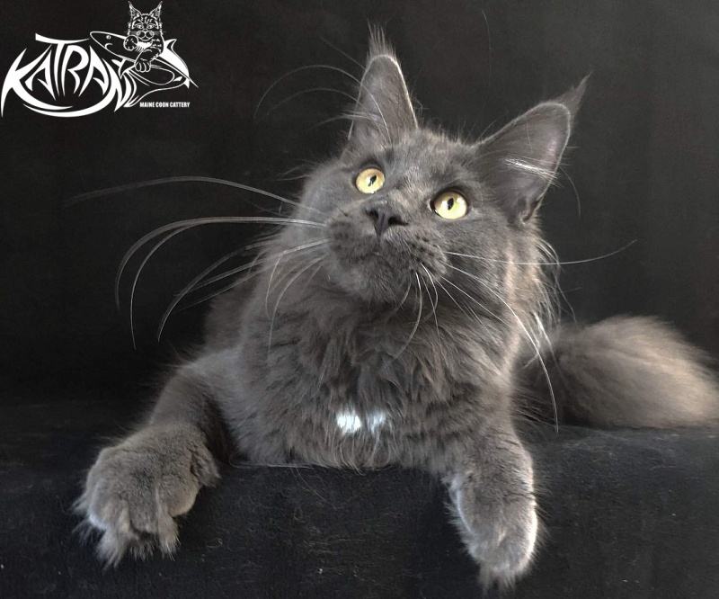Katran Genevieve - Junior maine-coon 8 months