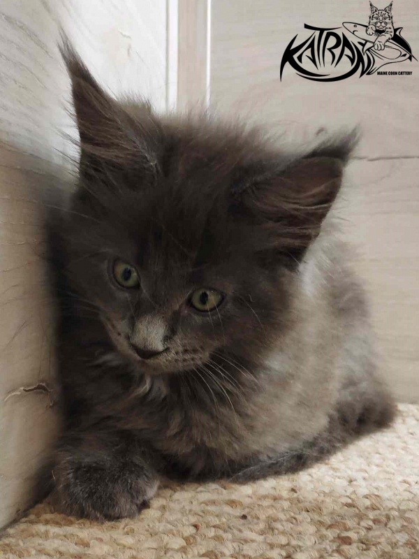 Katran Genevieve - Kitten maine-coon 2 months