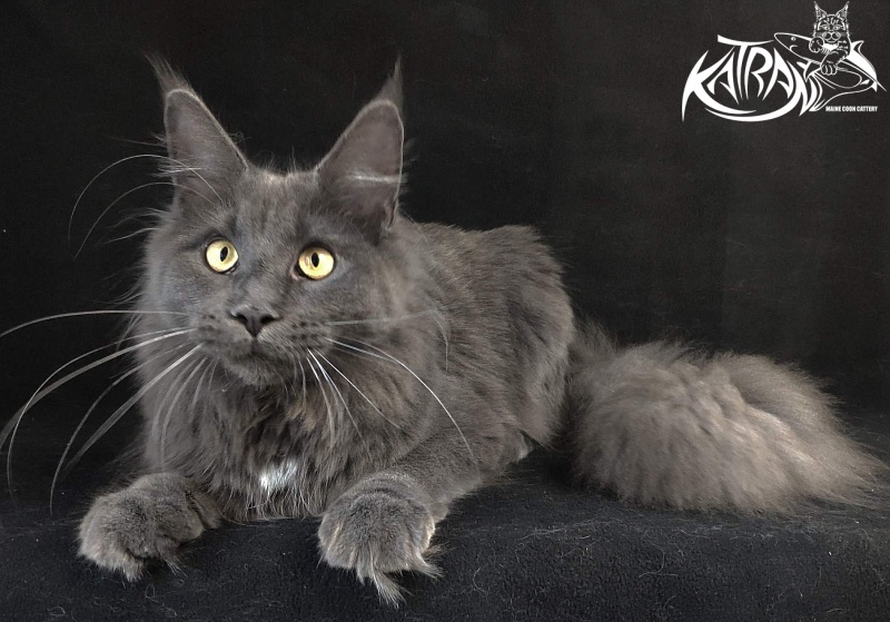 Katran Genevieve - Junior maine-coon 8 months