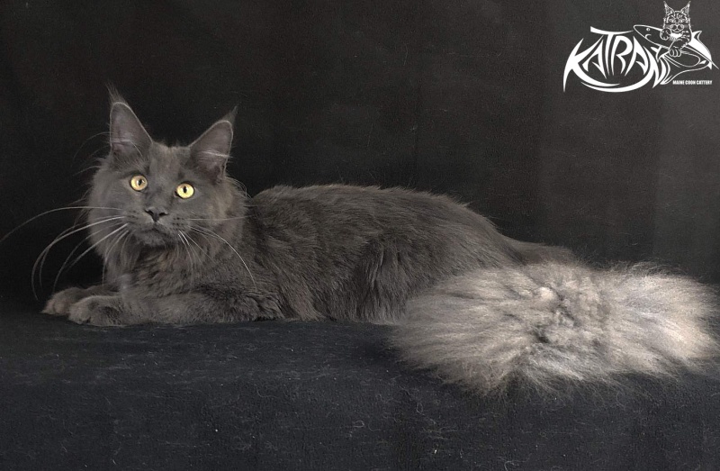 Katran Genevieve - Junior maine-coon 8 months