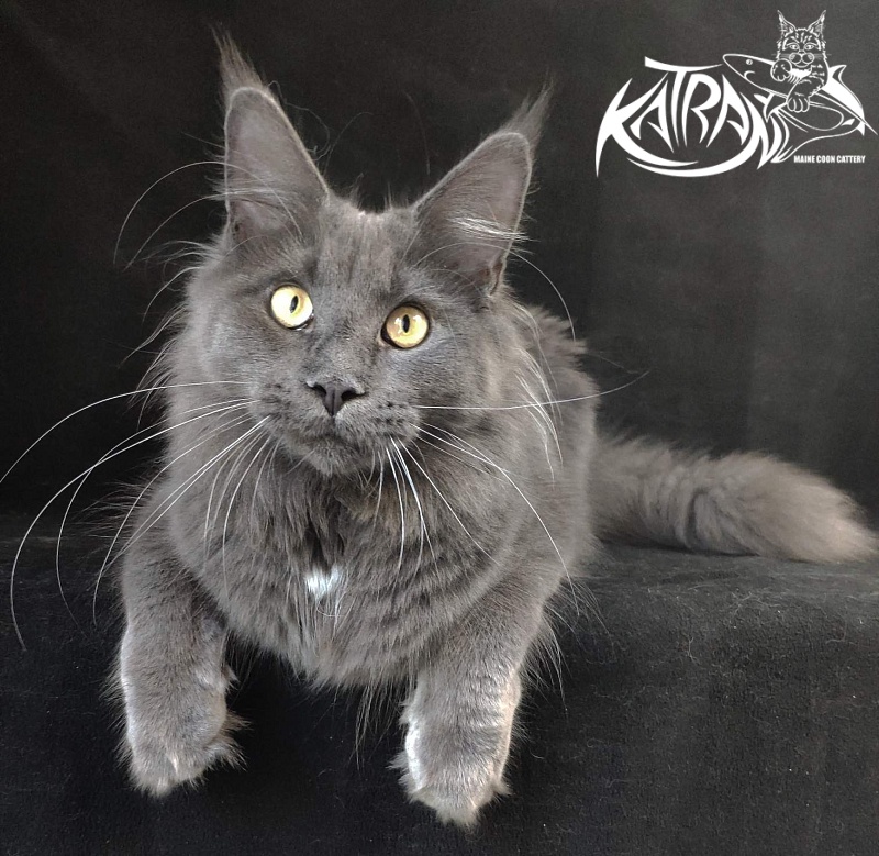Katran Genevieve - Junior maine-coon 8 months