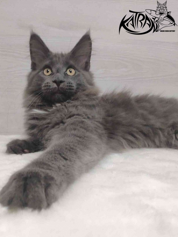 Katran Genevieve - Kitten maine-coon 3 months
