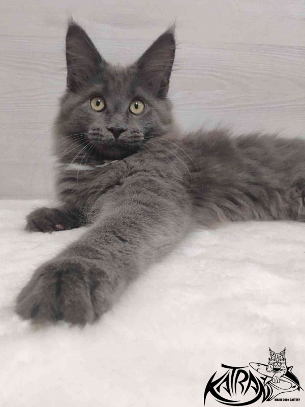 Katran Genevieve - Kitten maine-coon 3 months