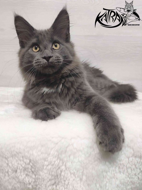 Katran Genevieve - Kitten maine-coon 3 months