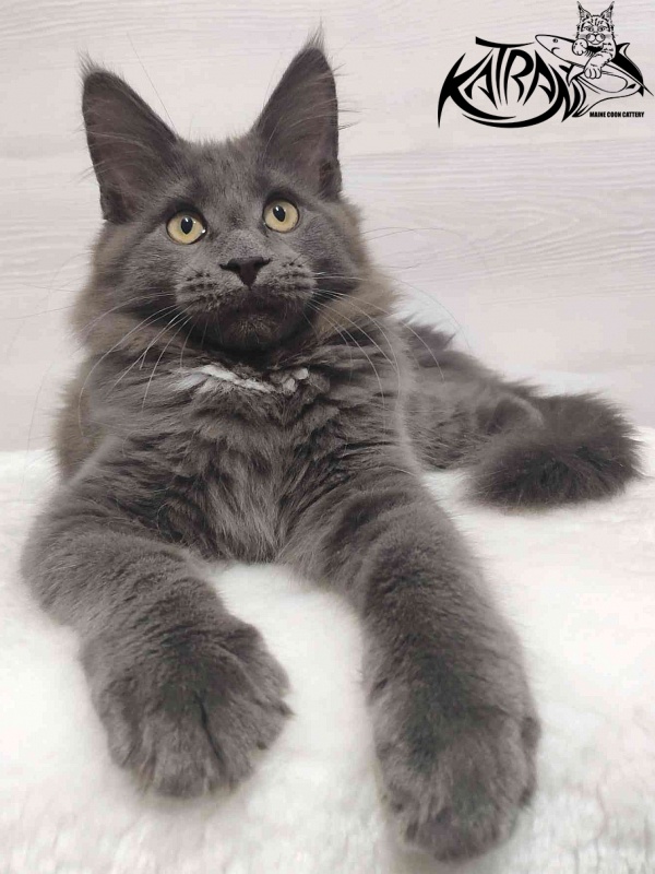 Katran Genevieve - Kitten maine-coon 3 months