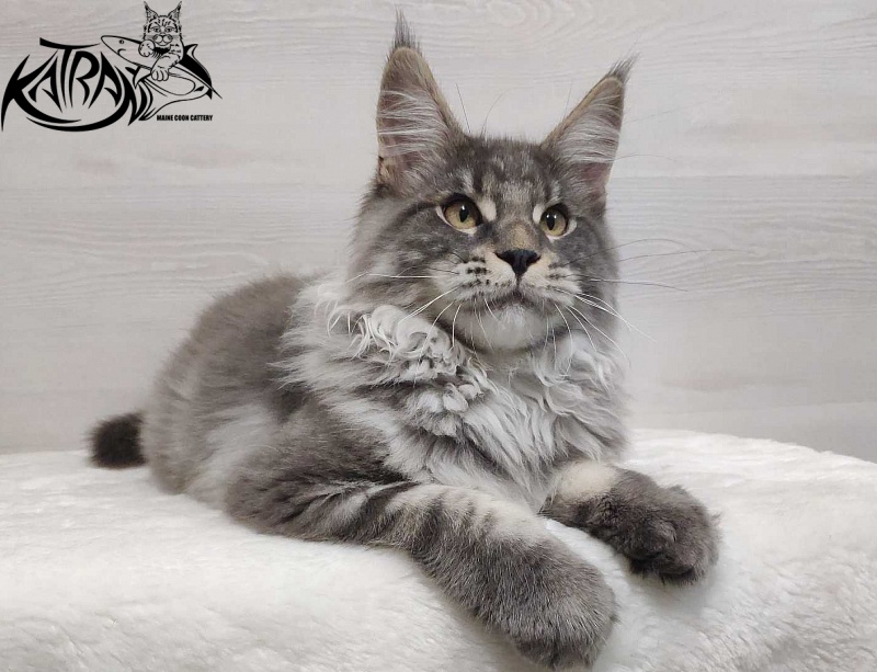Katran Hero - Котенок мейн-кун 5 месяцев