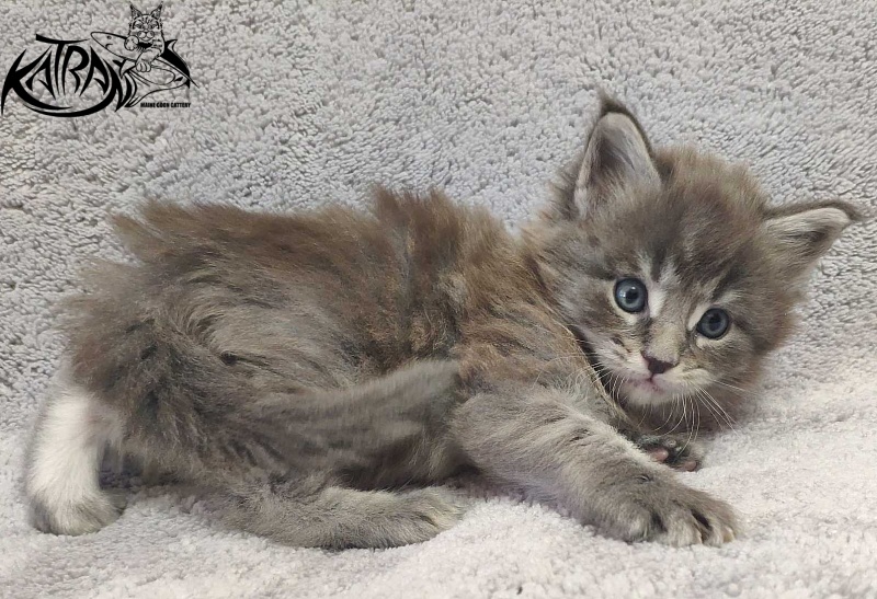 Katran Hero - Котенок мейн-кун 1 месяц