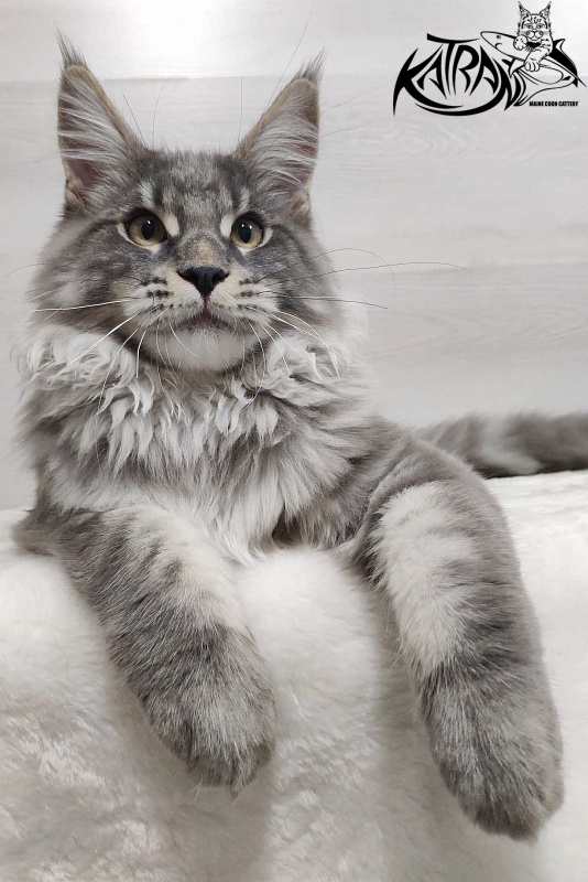 Katran Hero - Котенок мейн-кун 5 месяцев