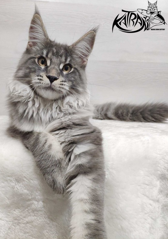 Katran Hero - Котенок мейн-кун 5 месяцев