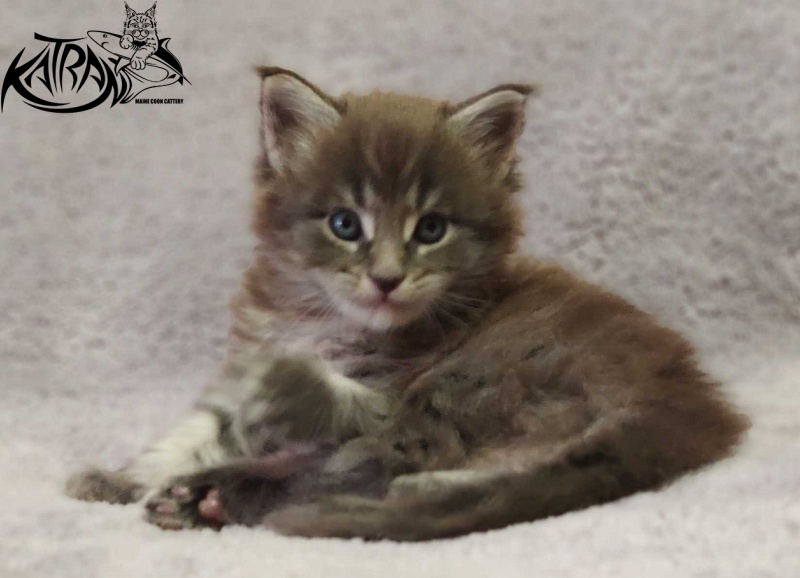 Katran Hero - Котенок мейн-кун 1 месяц