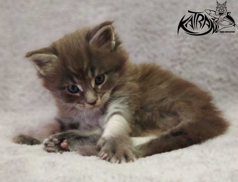 Katran Hero - Котенок мейн-кун 1 месяц
