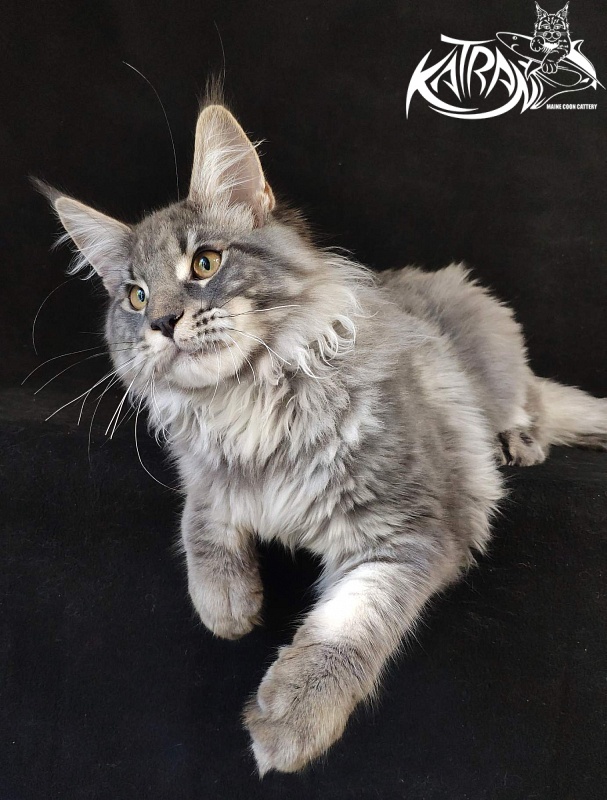 Katran Hero - Котенок мейн-кун 6 месяцев