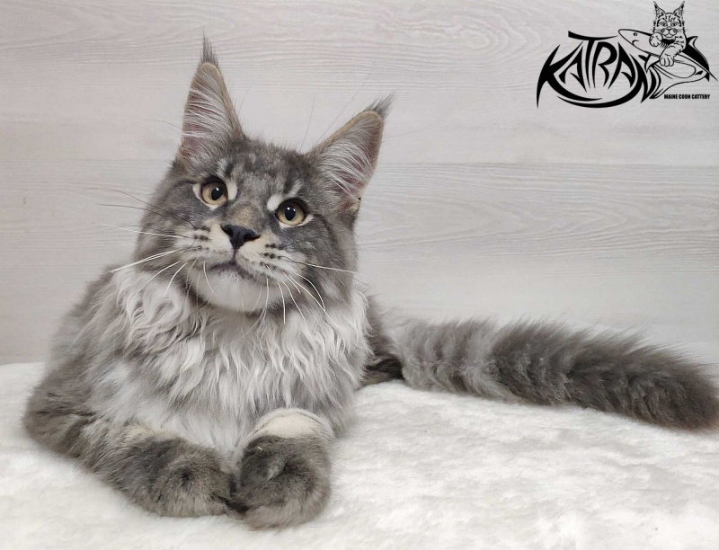 Katran Hero - Котенок мейн-кун 5 месяцев