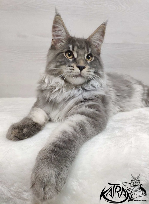 Katran Hero - Котенок мейн-кун 5 месяцев