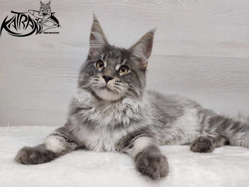 Katran Hero - Котенок мейн-кун 5 месяцев