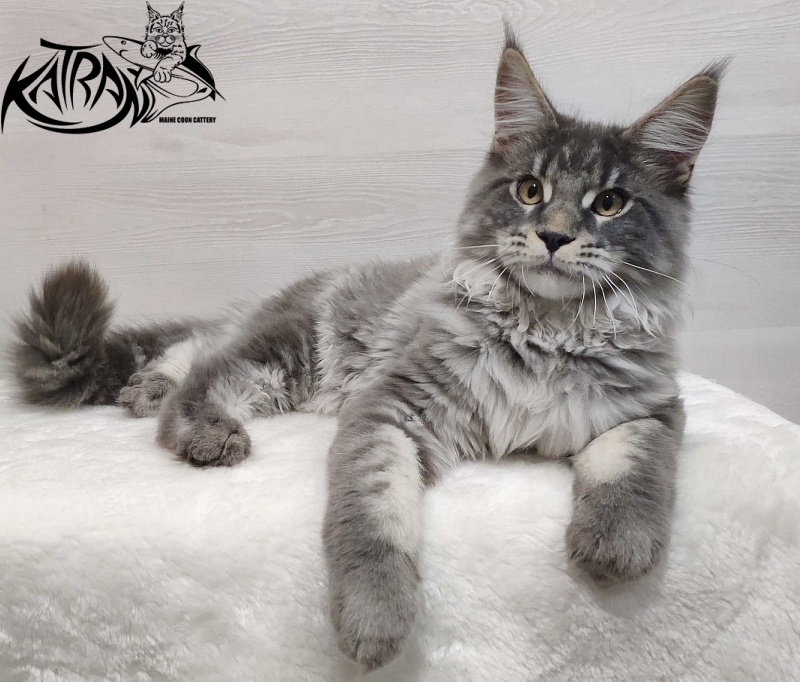 Katran Hero - Котенок мейн-кун 5 месяцев